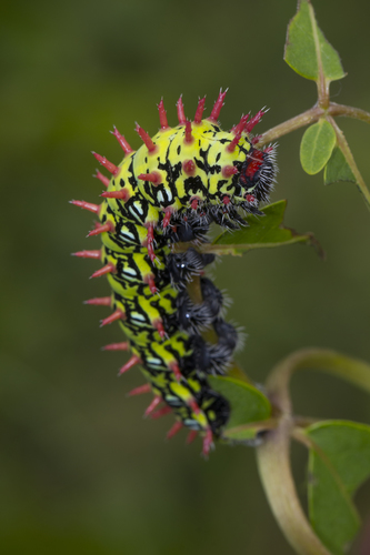 Suraka Silk Moth