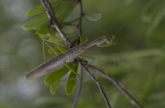 Tarachomantis