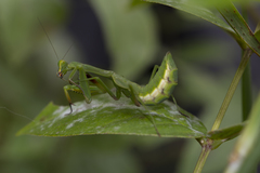 Tarachomantis