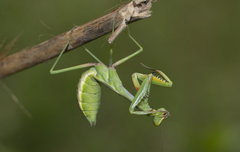Tarachomantis
