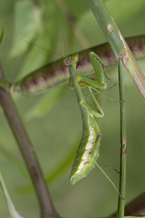 Tarachomantis