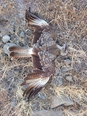 Daptrius chimango chimango