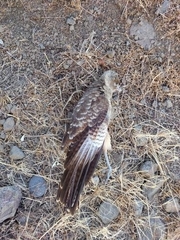 Daptrius chimango chimango