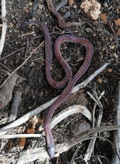Atractus