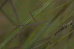 Tenodera superstitiosa