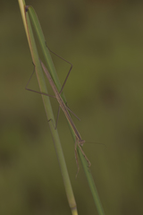 Tenodera superstitiosa