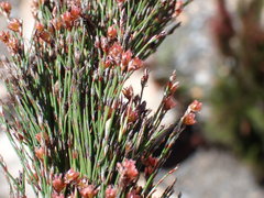 Rhodocoma capensis