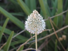 Allium sardoum