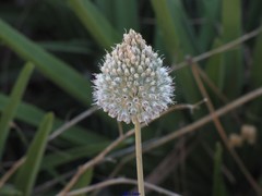 Allium sardoum