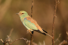 Coracias garrulus garrulus