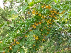 Canthium coromandelicum