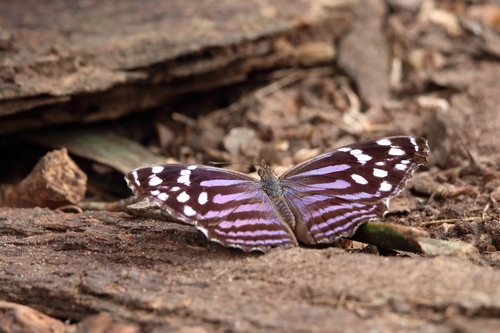 Mexican Bluewing photo 4