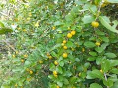 Canthium coromandelicum