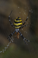 Argiope coquereli