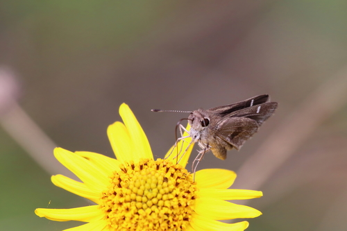 Violet-clouded Skipper photo 3