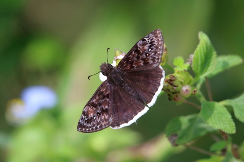Mournful Duskywing photo 6