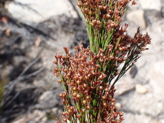 Rhodocoma capensis