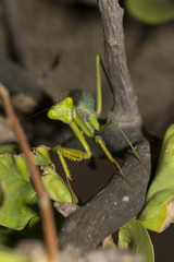 Tarachomantis