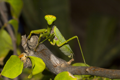 Tarachomantis