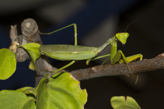 Tarachomantis