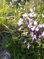 Cyclamen persicum