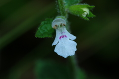 Stachys natalensis