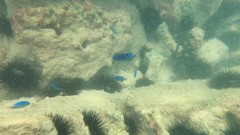 Stegastes imbricatus