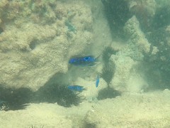 Stegastes imbricatus