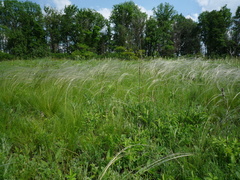 Stipa lessingiana