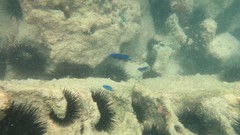 Stegastes imbricatus
