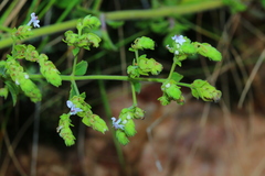 Aeollanthus buchnerianus