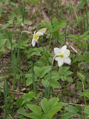 Narcissus × incomparabilis