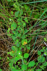 Aeollanthus buchnerianus