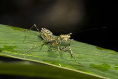 Liturgusella malagassa