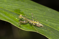 Liturgusella malagassa