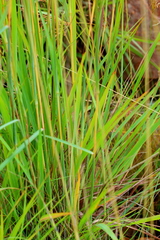 Andropogon chinensis