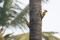 Chrysocolaptes festivus