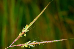 Andropogon chinensis