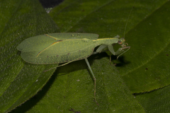 Enicophlebia pallida