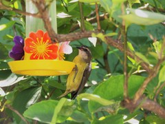 Coereba flaveola