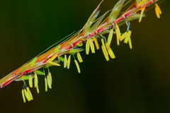 Andropogon chinensis