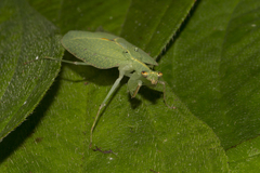 Enicophlebia pallida