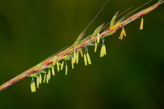 Andropogon chinensis