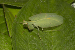 Enicophlebia pallida