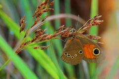 Paternympha narycia