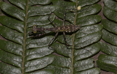 Liturgusella malagassa