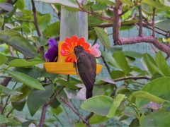 Coereba flaveola