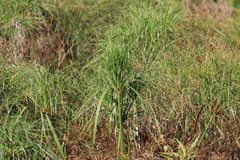 Cyperus giganteus