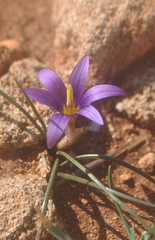 Romulea tempskyana