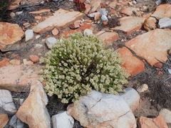 Selago myriophylla